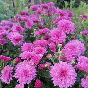 30 Stunning Types of Chrysanthemum | Best Chrysanthemum Varieties