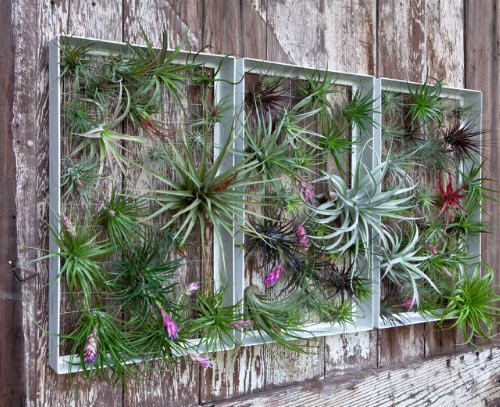 Patio Wall Decorating Ideas with Plants 9