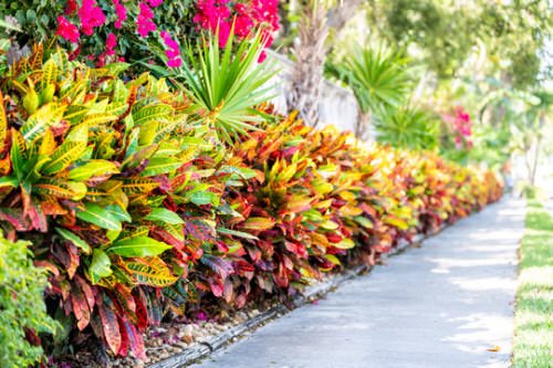 Landscaping with Croton Pictures