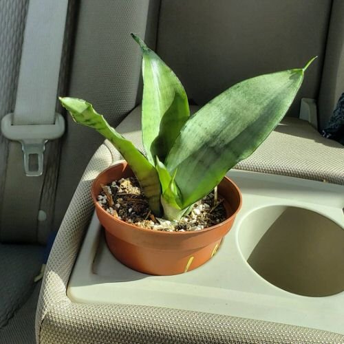 Plants You Can Grow in Car