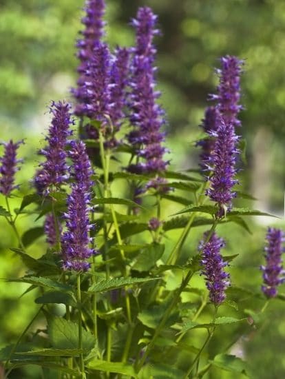 10 Beautiful Herbs With Purple Flowers | Balcony Garden Web