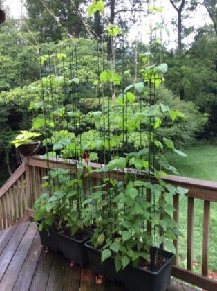 7 Top Tips to Grow More Vegetables in Small Space | Balcony Garden Web