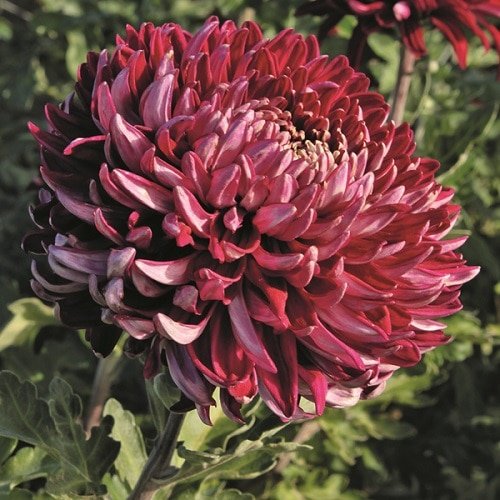 Types of Chrysanthemum 12