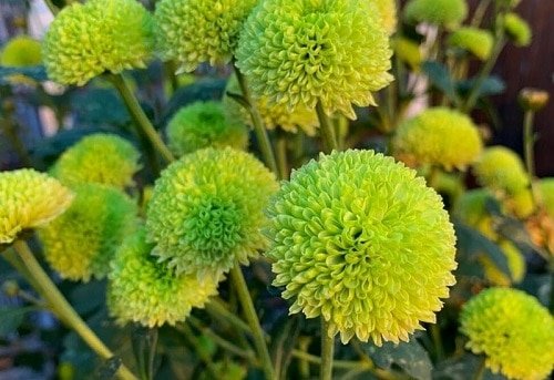 Types of Chrysanthemum 13