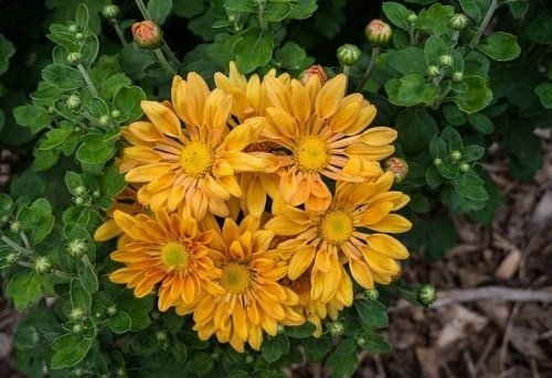 Types of Chrysanthemum 14