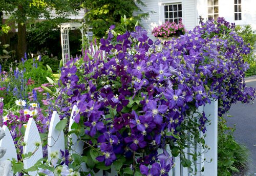 Beautiful Ideas with Clematis in the Garden 9