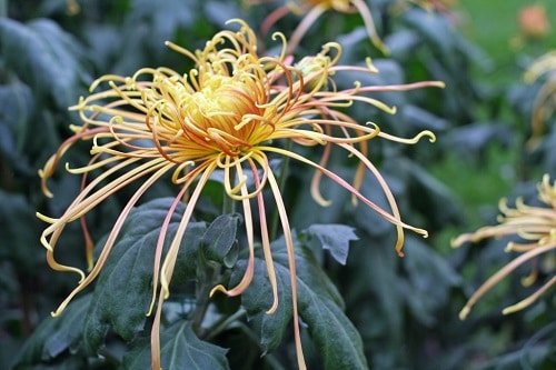Types of Chrysanthemum 15
