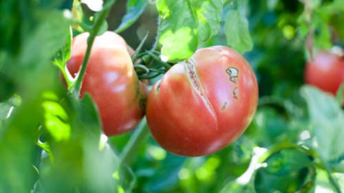 Splitting Tomatoes? Learn How to Stop This