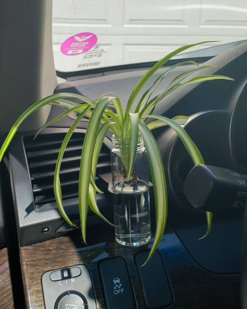 Plants You Can Grow in Car 4