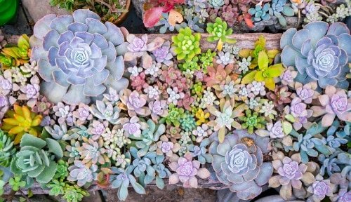 7 Secret Tricks for Colorful Vibrant Succulents | Balcony Garden Web