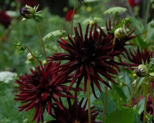 Black flowers 26