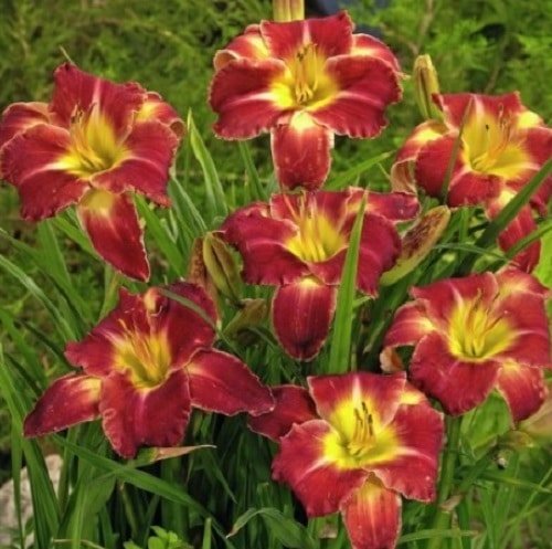 Best Daylily Varieties 18