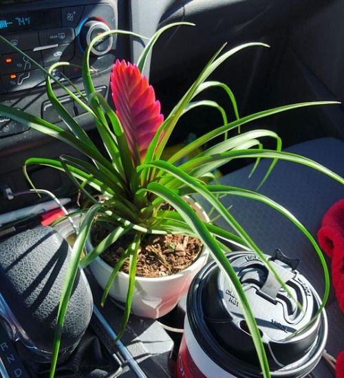 Plants You Can Grow in Car 5