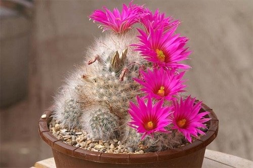 Cacti with Pink Flowers 2