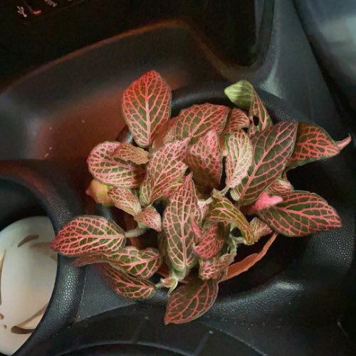 Plants You Can Grow in Car 9