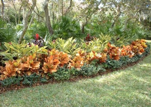 Landscaping with Croton Pictures 2