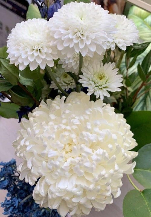 Types of Chrysanthemum 3