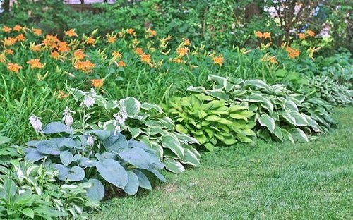What to Do in Garden in August 5