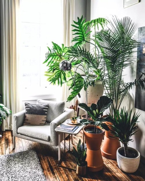 Really Small Living Room with Plant Ideas 3