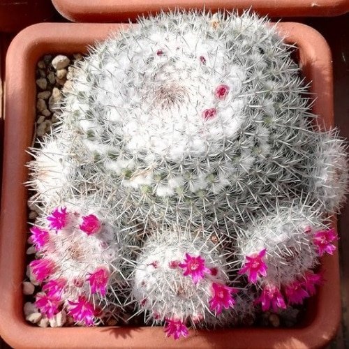 Cacti with Pink Flowers 3