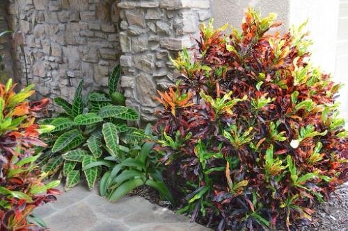 Landscaping with Croton Pictures 3