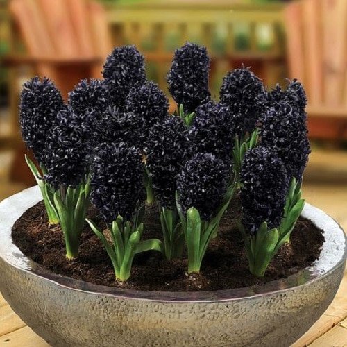 Black flowers 30