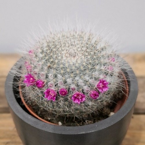 Cacti with Pink Flowers 4