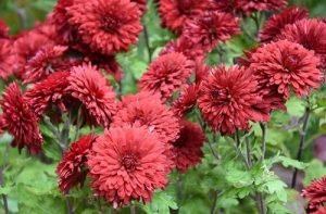 30 Stunning Types of Chrysanthemum | Best Chrysanthemum Varieties