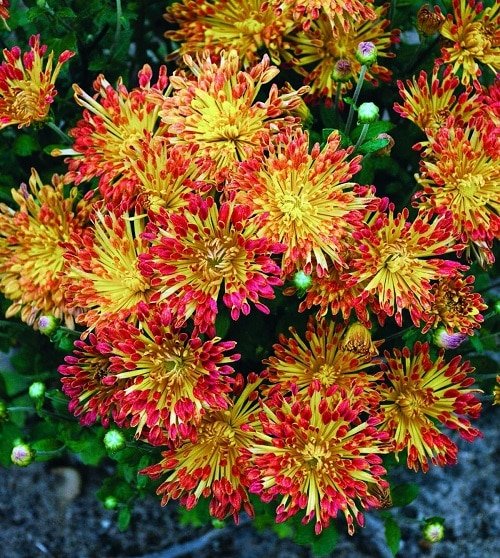 Types of Chrysanthemum 5