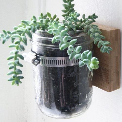 Plants in a Jar 5