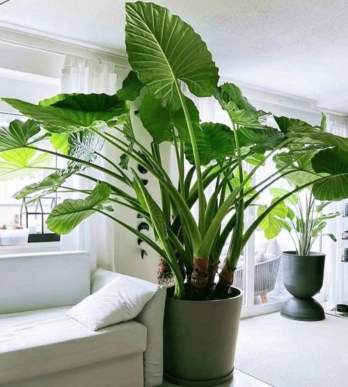 Best Large Indoor Plants- Alocasia