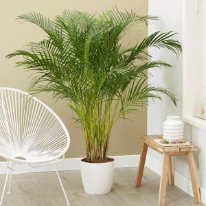 9 Houseplants that Reduce Dust and Particulate Matter