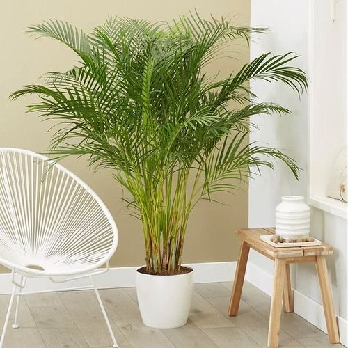 Houseplants that Reduce Dust and Particulate Matter 8