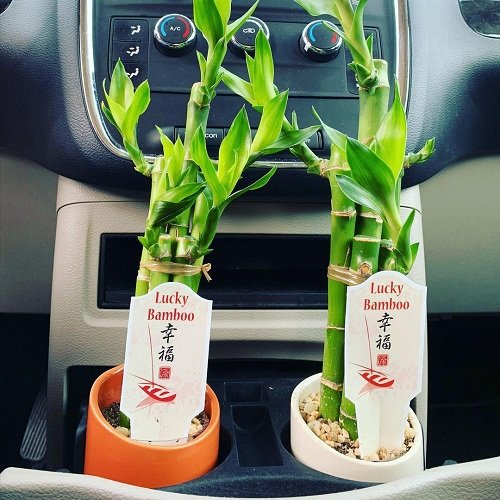 Plants You Can Grow in Car 2