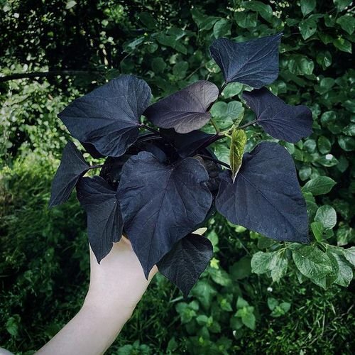 Black flowers 38