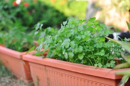 How to Grow an Indian Herb Garden 2