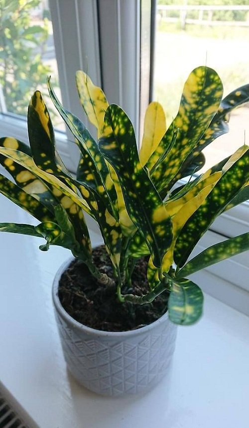 Best Indoor Plants for East Facing Windows 5