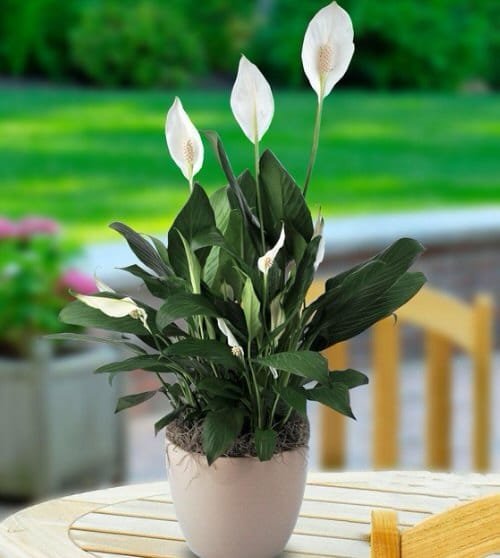 Domino Peace Lily Growing Information 2
