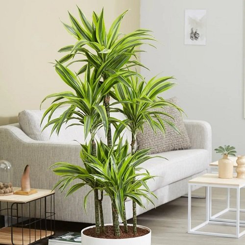 Best Large Indoor Plants-Dragon Tree