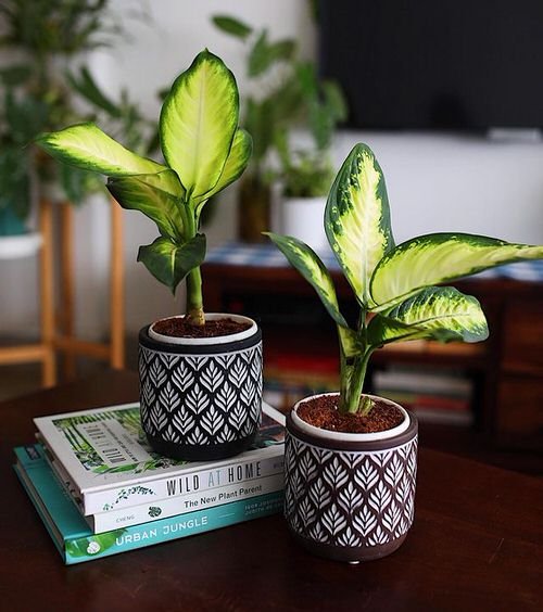 Houseplants that Reduce Dust and Particulate Matter 10