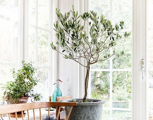 Best Large Indoor Plants-European Olive