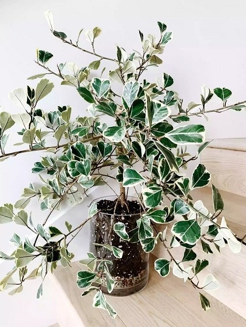 Best Large Indoor Plants-Sweetheart Tree