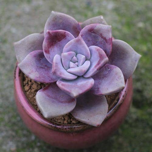 45 Most Stunning Purple Succulents 5