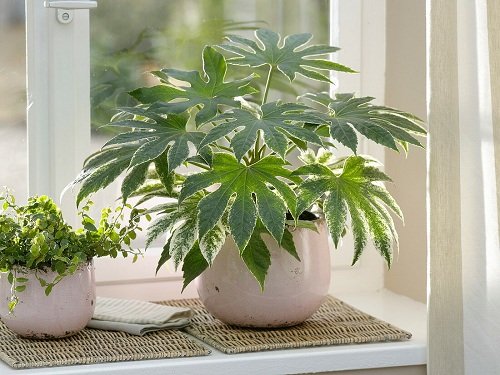 Indoor Plants for East Facing Windows