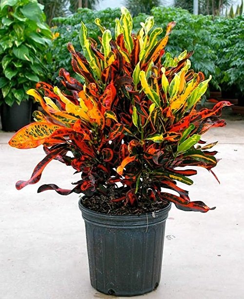Types of Crotons 8
