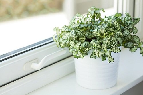 Best Indoor Plants for East Facing Windows 6