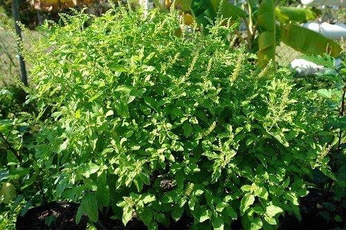 How to Grow an Indian Herb Garden