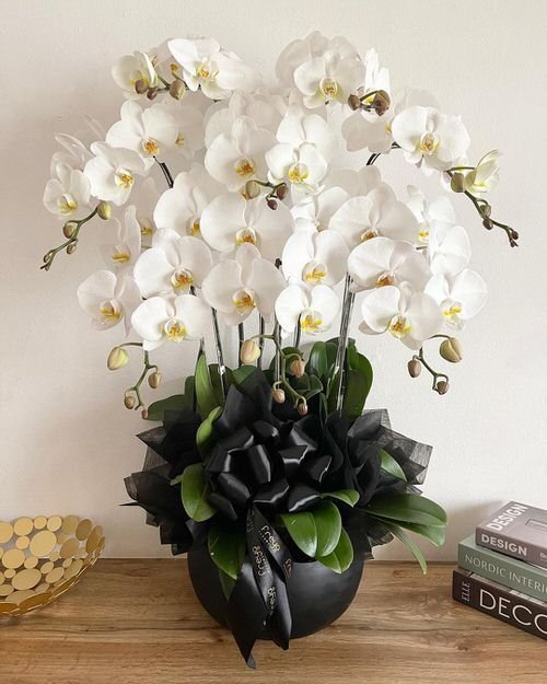 Orchid Flowering Secrets