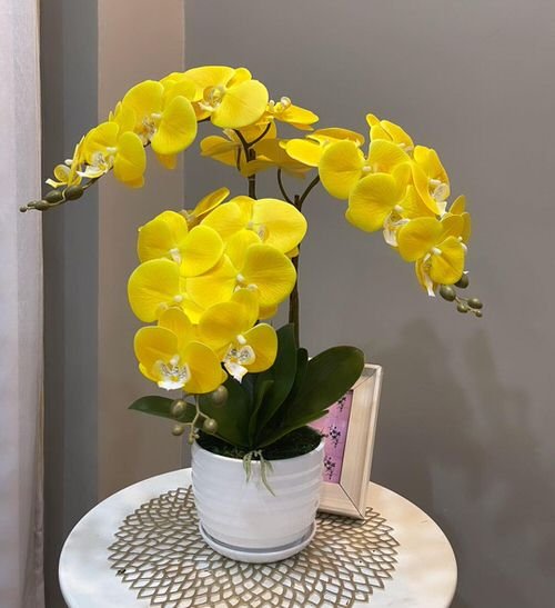 Making Your Orchids Rebloom