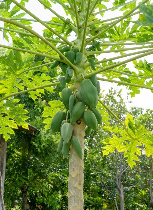 Vegetables That Grow on Trees 5